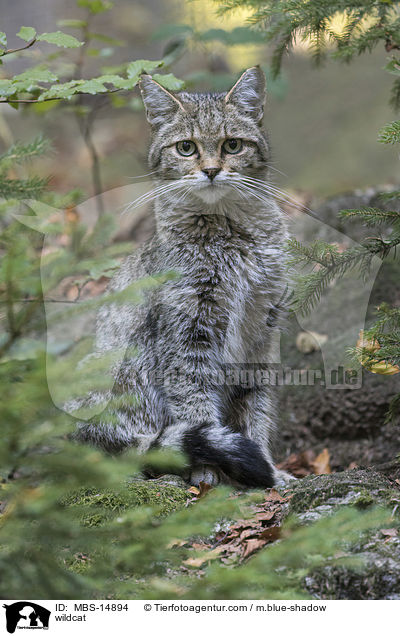 wildcat / MBS-14894
