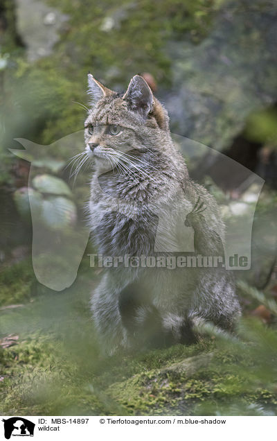 wildcat / MBS-14897