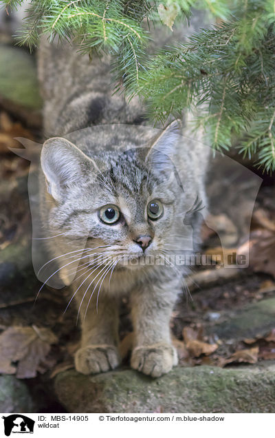 wildcat / MBS-14905
