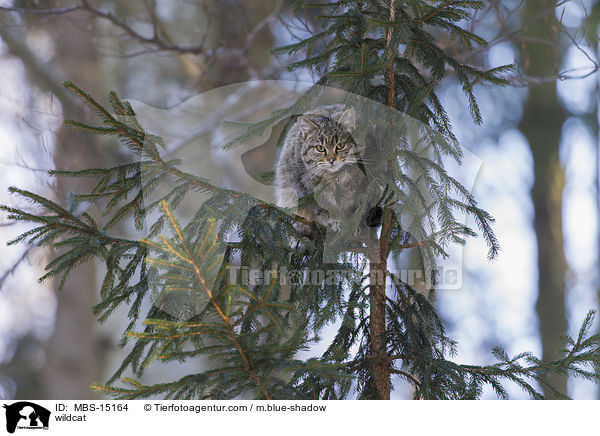 Wildkatze / wildcat / MBS-15164