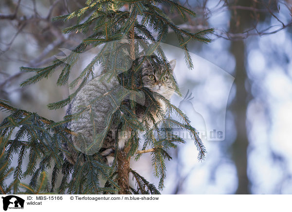 Wildkatze / wildcat / MBS-15166