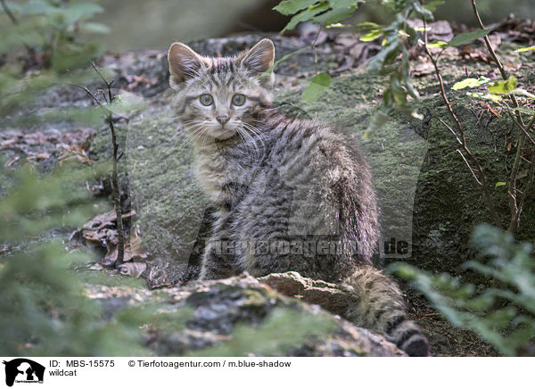 Wildkatze / wildcat / MBS-15575