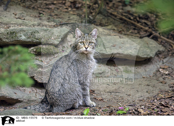 wildcat / MBS-15576