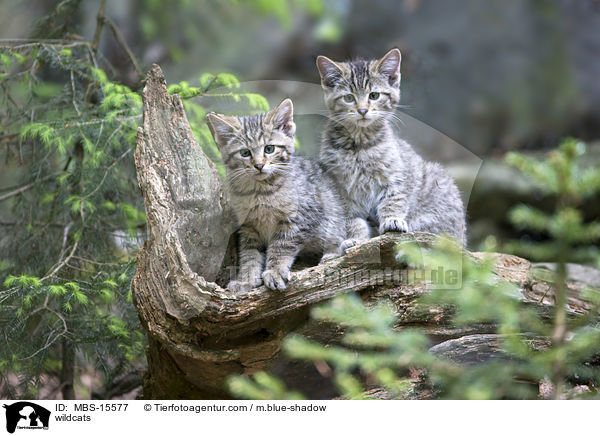 Wildkatzen / wildcats / MBS-15577