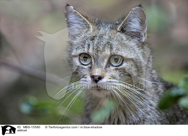 Wildkatze / wildcat / MBS-15580