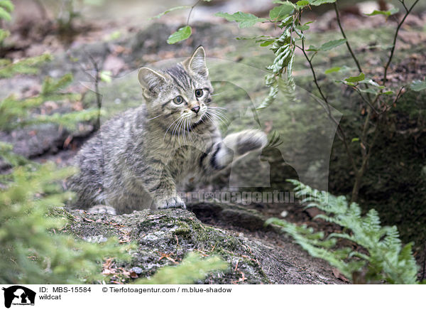 Wildkatze / wildcat / MBS-15584