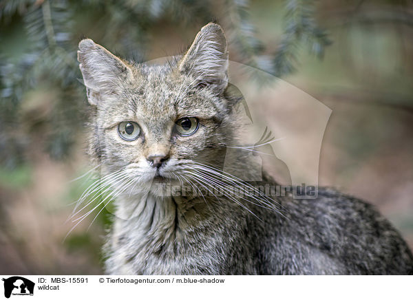 Wildkatze / wildcat / MBS-15591