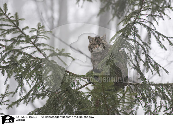 Wildkatze / wildcat / MBS-16302