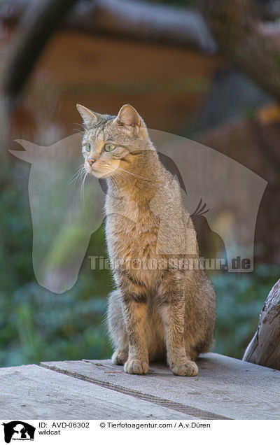 Wildkatze / wildcat / AVD-06302