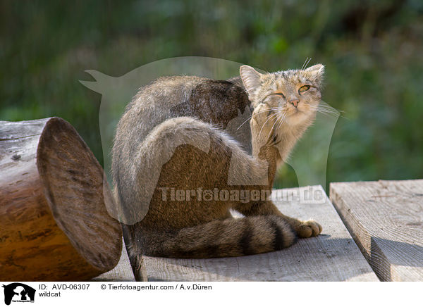 Wildkatze / wildcat / AVD-06307