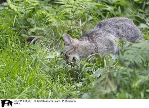 Wildkatze / wildcat / PW-02659