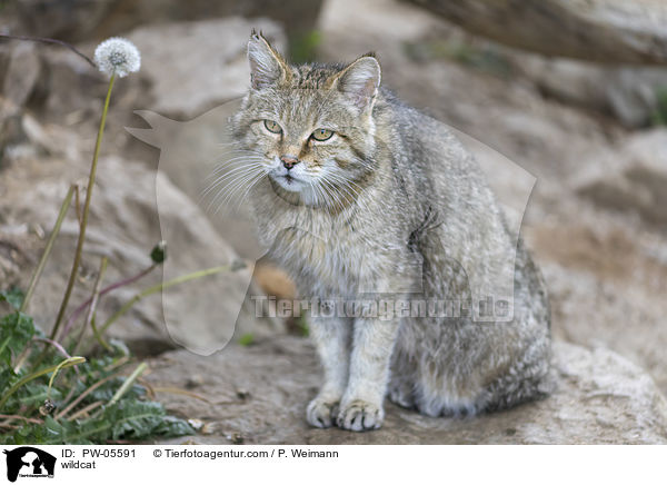 Wildkatze / wildcat / PW-05591