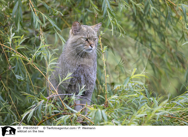 wildcat on the tree / PW-05597