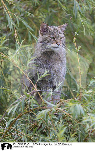 Wildkatze auf dem Baum / wildcat on the tree / PW-05598