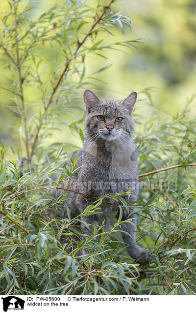 Wildkatze auf dem Baum / wildcat on the tree / PW-05600