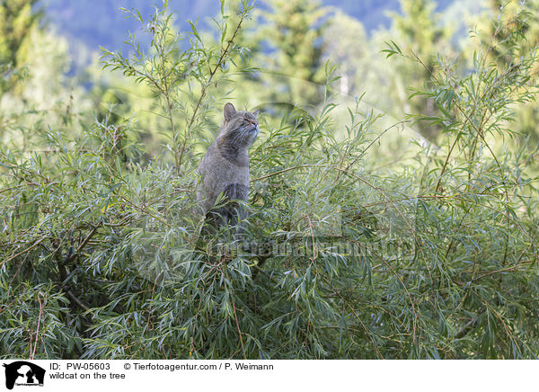 Wildkatze auf dem Baum / wildcat on the tree / PW-05603