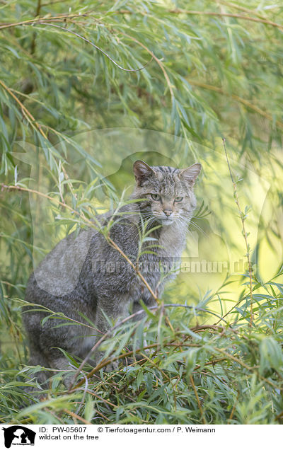 wildcat on the tree / PW-05607