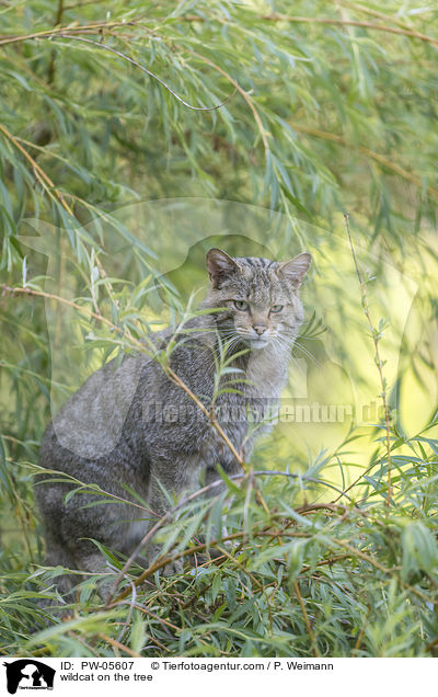 Wildkatze auf dem Baum / wildcat on the tree / PW-05607