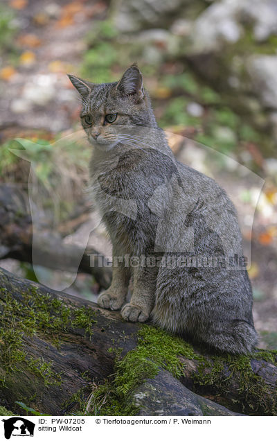 sitting Wildcat / PW-07205