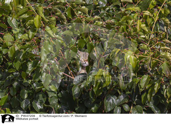 Wildkatze Portrait / Wildkatze portrait / PW-07208