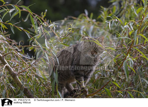 laufende Wildkatze / walking Wildcat / PW-07215