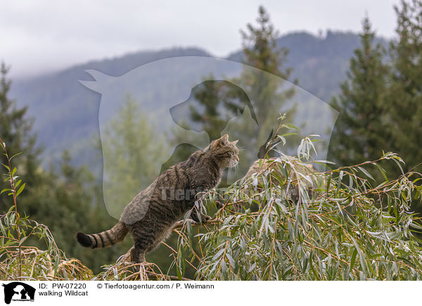 laufende Wildkatze / walking Wildcat / PW-07220