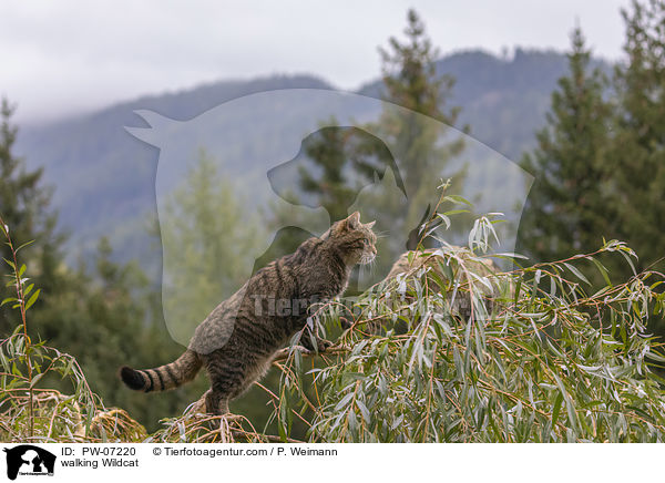 walking Wildcat / PW-07220