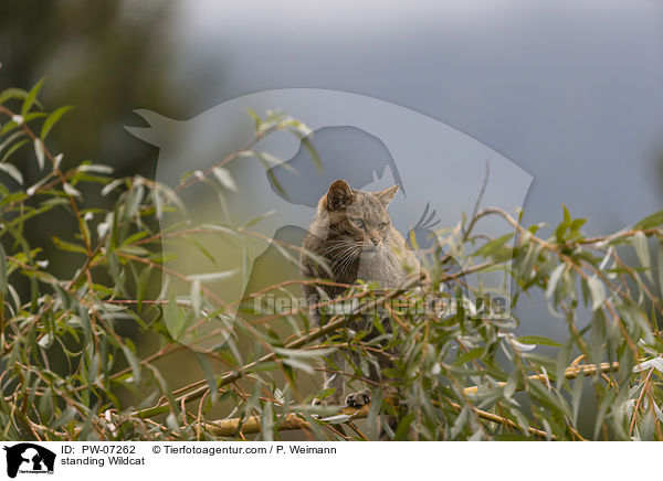 stehende Wildkatze / standing Wildcat / PW-07262