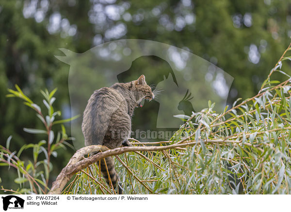 sitzende Wildkatze / sitting Wildcat / PW-07264