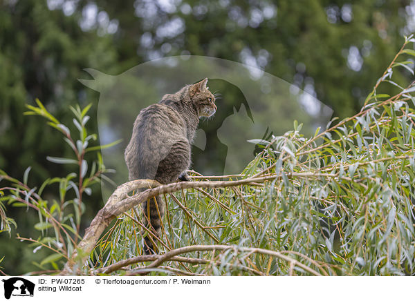 sitzende Wildkatze / sitting Wildcat / PW-07265