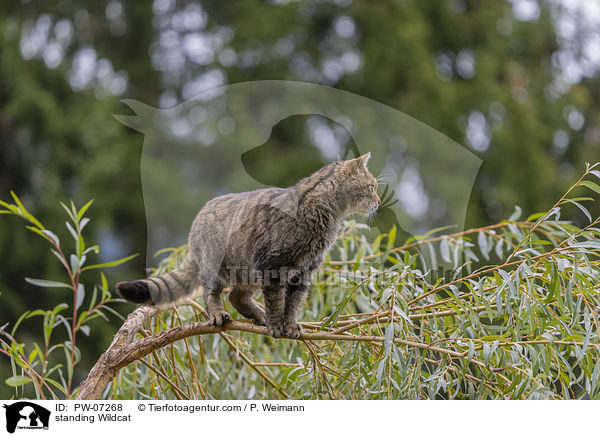 stehende Wildkatze / standing Wildcat / PW-07268