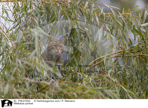 Wildkatze Portrait / Wildkatze portrait / PW-07293