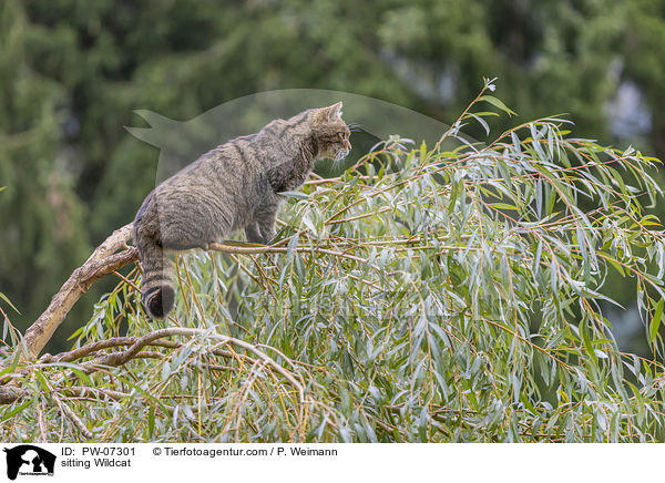 sitting Wildcat / PW-07301