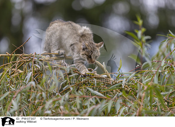 laufende Wildkatze / walking Wildcat / PW-07307