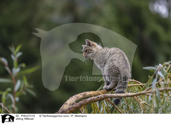 sitting Wildcat / PW-07310