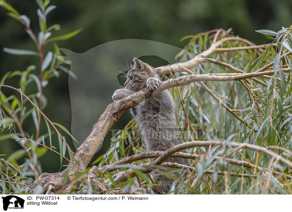 sitting Wildcat / PW-07314