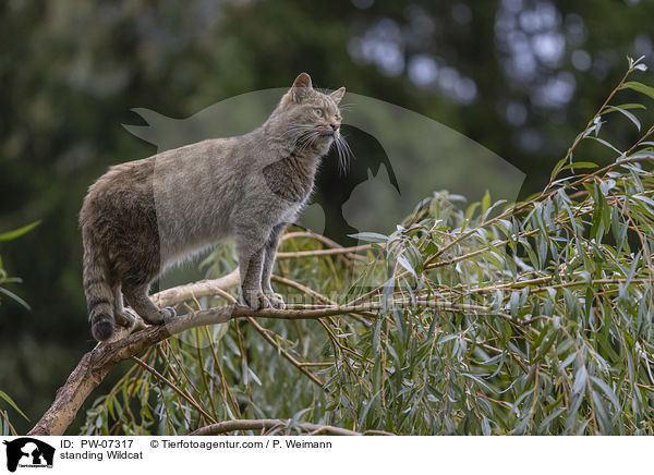 stehende Wildkatze / standing Wildcat / PW-07317