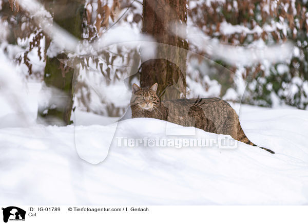 Cat / IG-01789