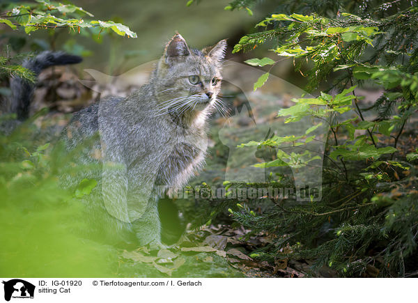 sitzende Katze / sitting Cat / IG-01920