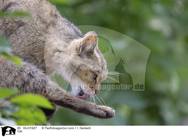Katze / Cat / IG-01927