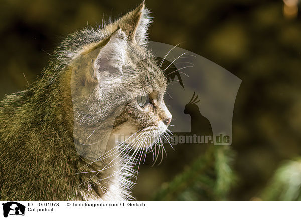 Katze Portrait / Cat portrait / IG-01978