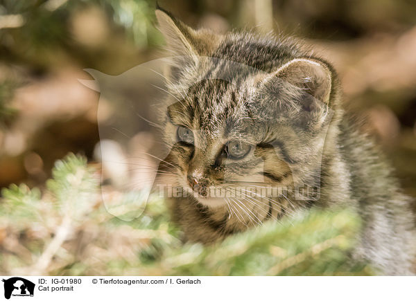 Katze Portrait / Cat portrait / IG-01980