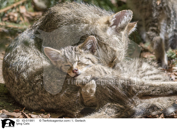 liegende Katzen / lying Cats / IG-01981