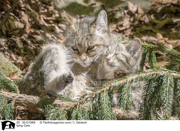 liegende Katzen / lying Cats / IG-01988