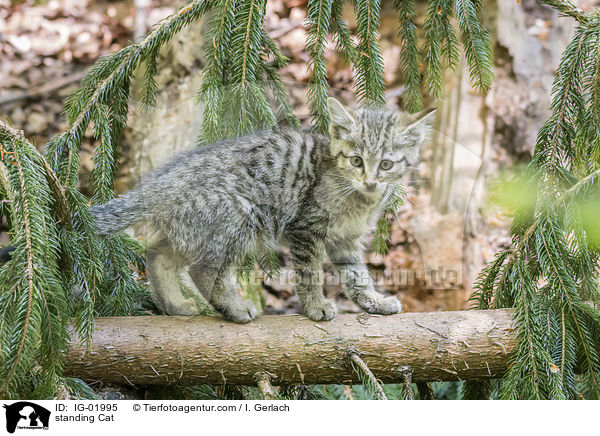 stehende Katze / standing Cat / IG-01995