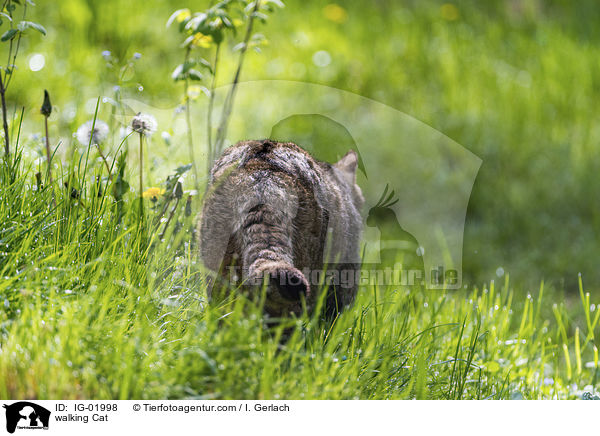 laufende Katze / walking Cat / IG-01998