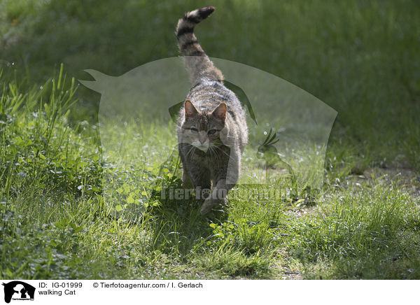 laufende Katze / walking Cat / IG-01999