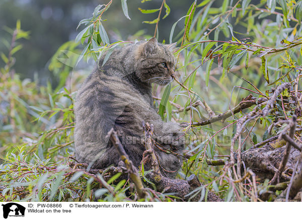 Wildkatze auf dem Baum / Wildcat on the tree / PW-08866