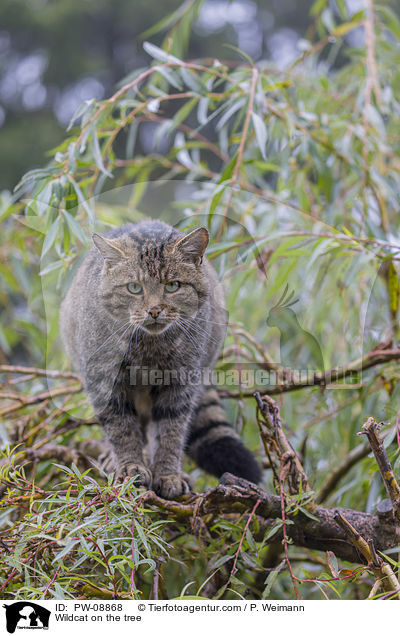 Wildkatze auf dem Baum / Wildcat on the tree / PW-08868