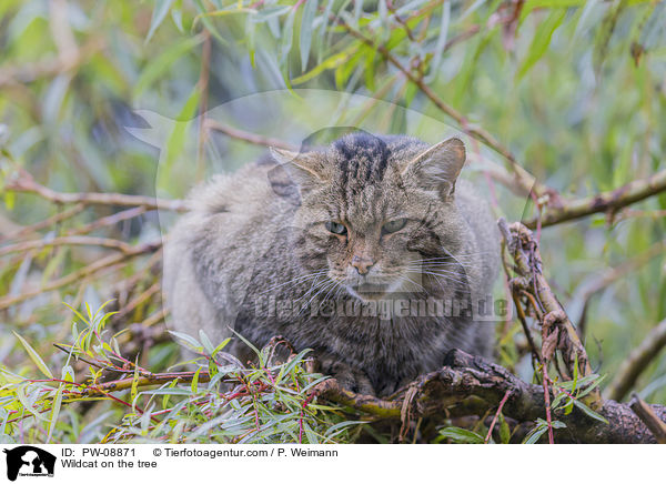 Wildkatze auf dem Baum / Wildcat on the tree / PW-08871